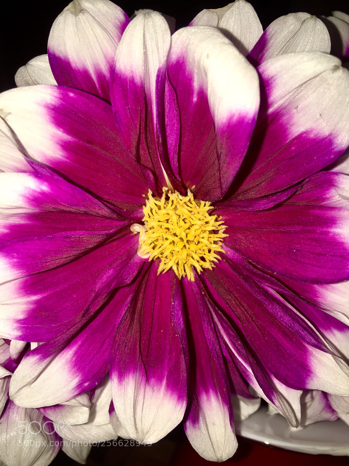 Apple iPhone 6s sample photo. Untitled photography