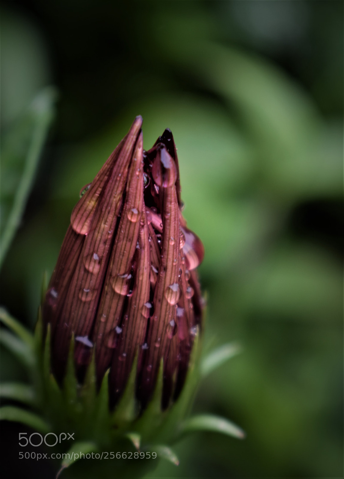Nikon D5300 sample photo. Untitled photography