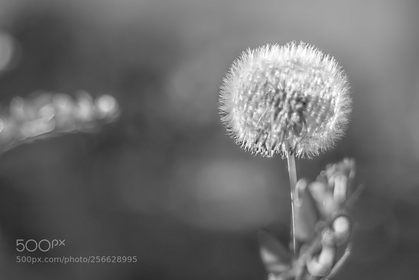 Canon EOS 7D Mark II sample photo. Abend licht photography