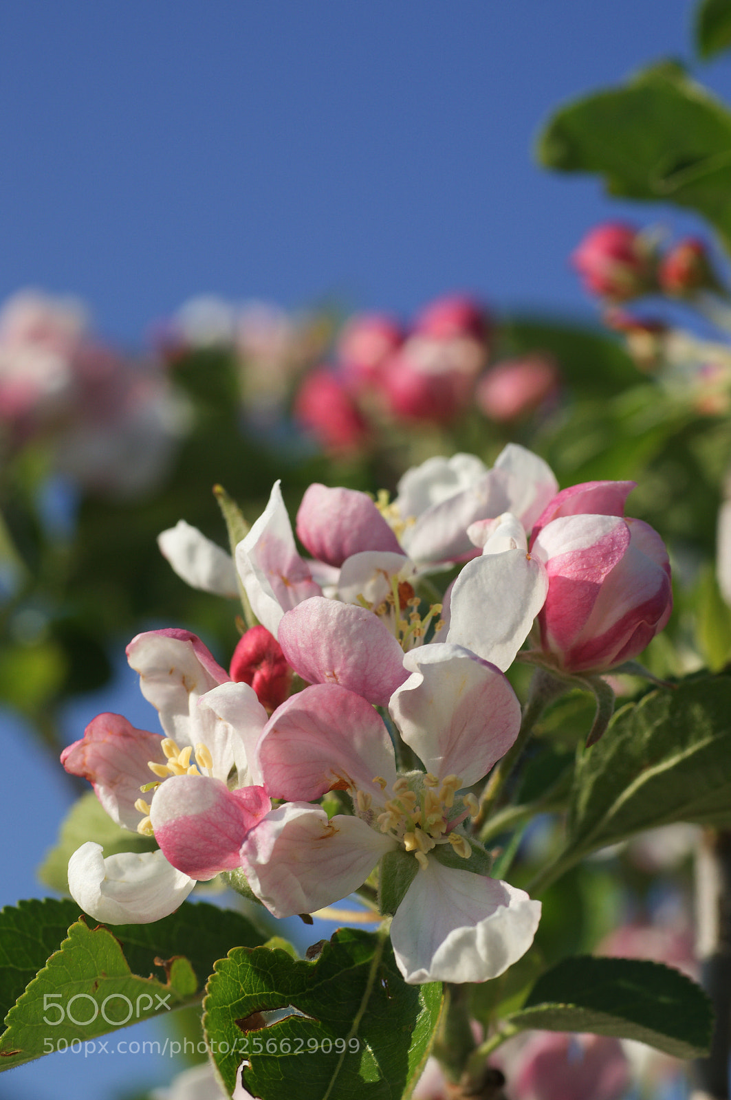 Sony SLT-A37 sample photo. Apple blossom in may photography