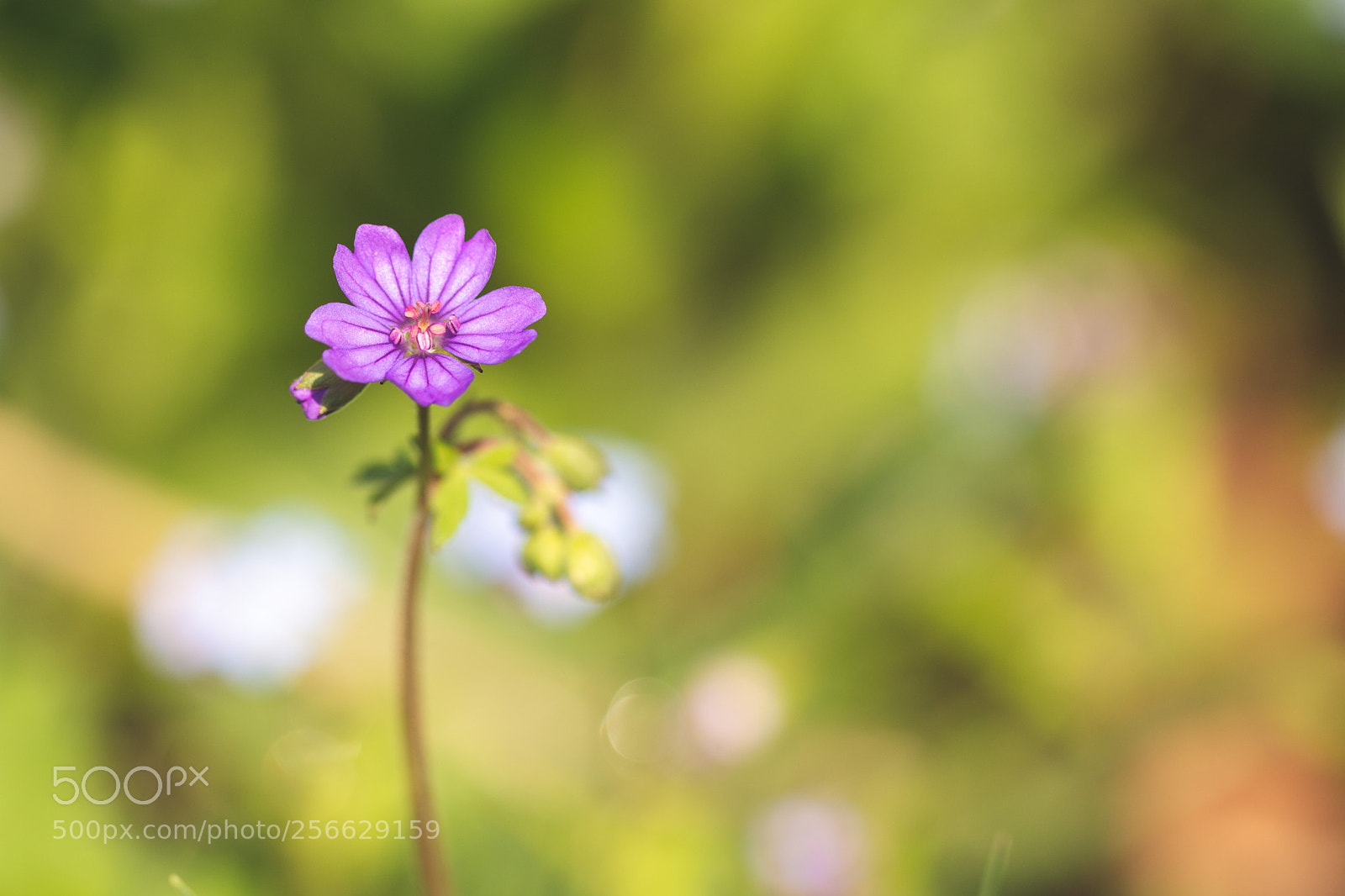 Canon EOS 70D sample photo. Sunny cranesbill photography