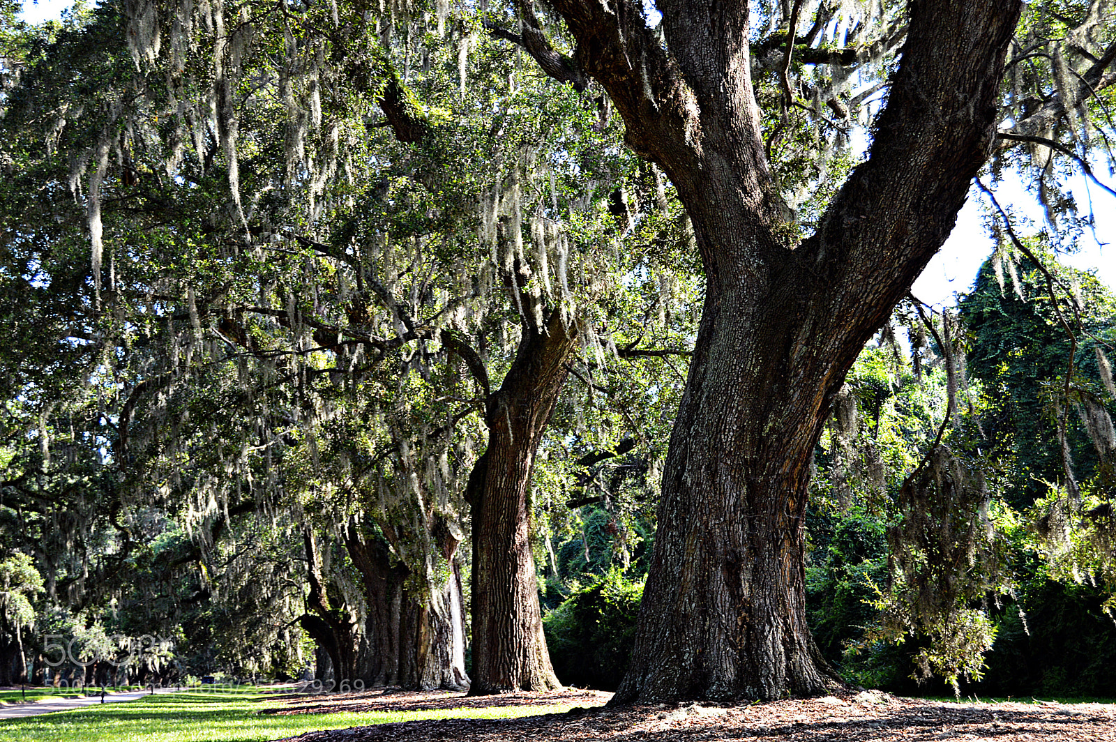 Nikon D3200 sample photo. Oaks photography
