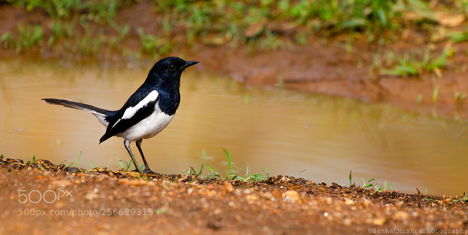 Nikon D5100 sample photo. Oriental magpie-robin photography