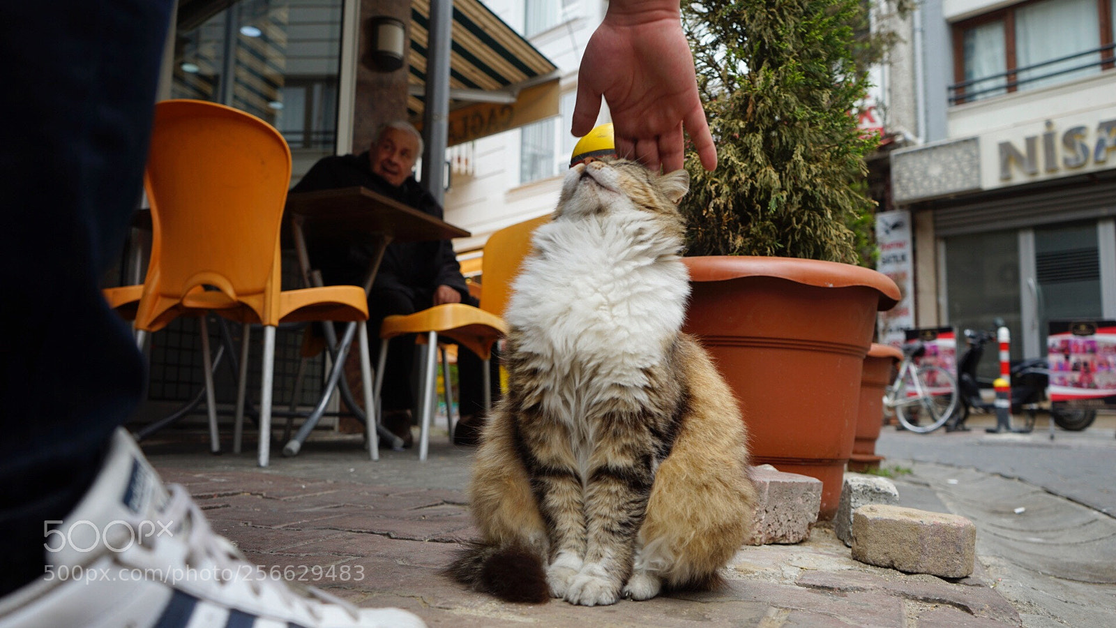 Sony a7 II sample photo. Kedi photography