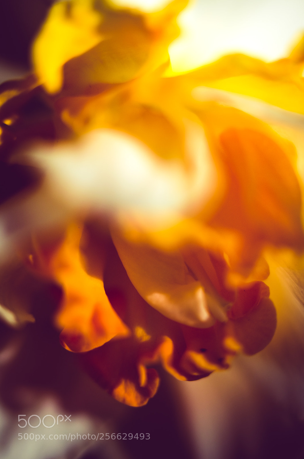 Nikon D5100 sample photo. Like a fire photography