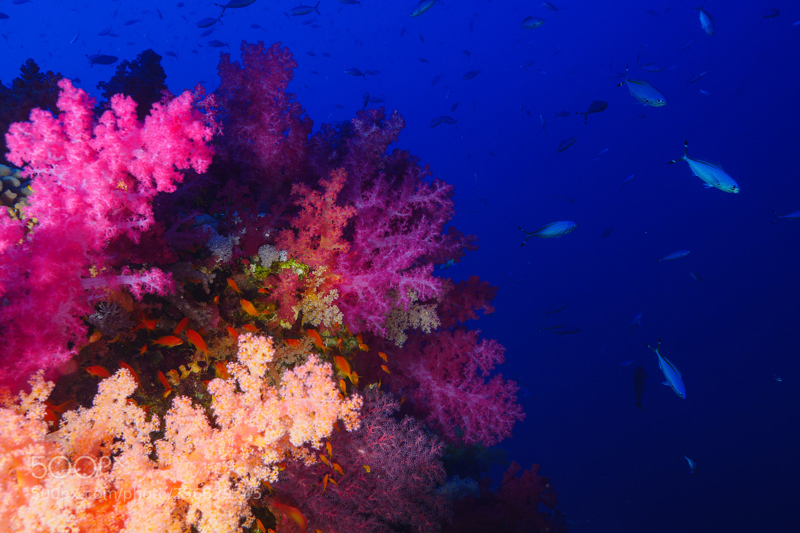 Panasonic Lumix DMC-GH4 sample photo. Coral reef photography