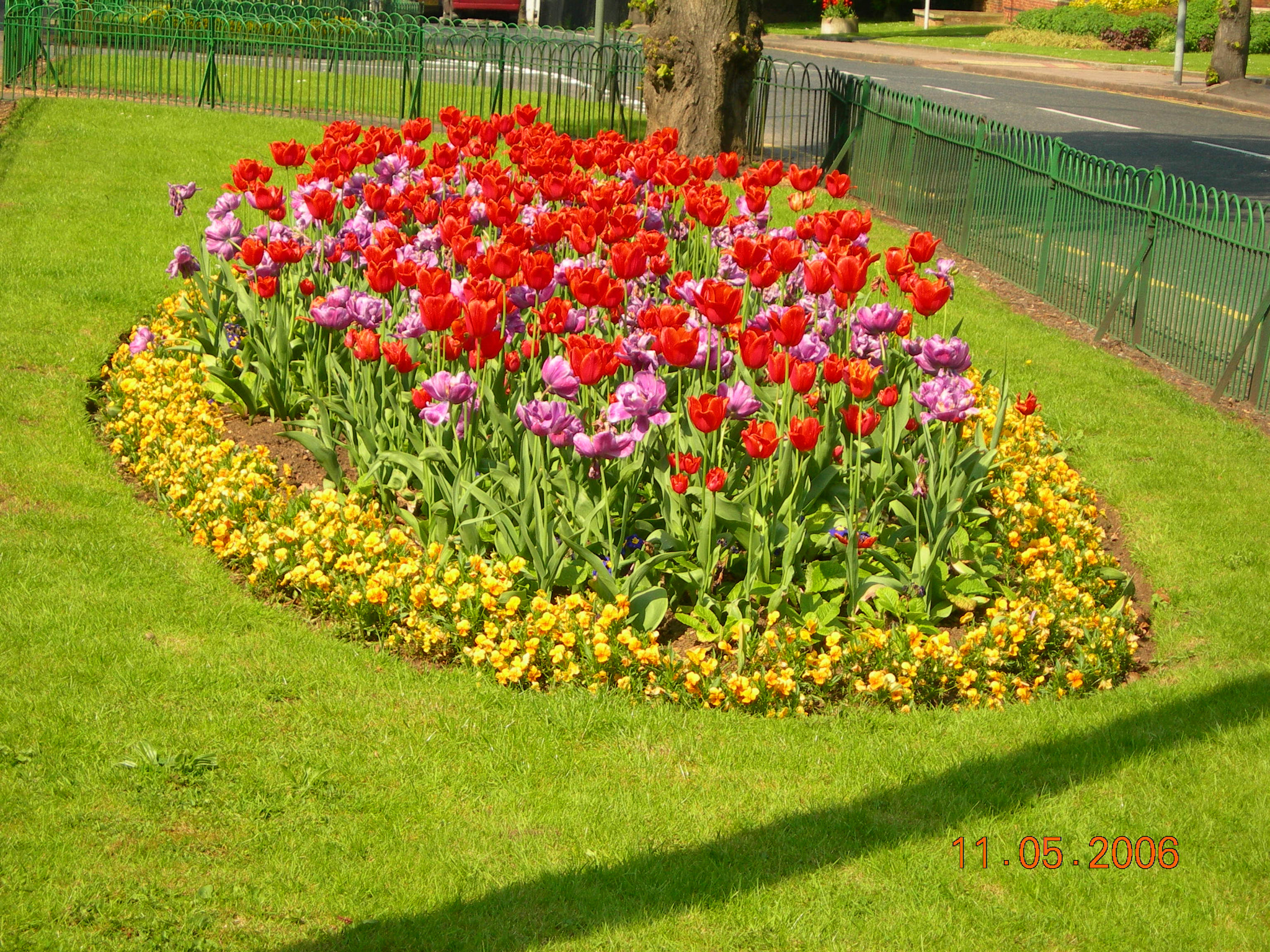 Nikon E7600 sample photo. Tulips. photography