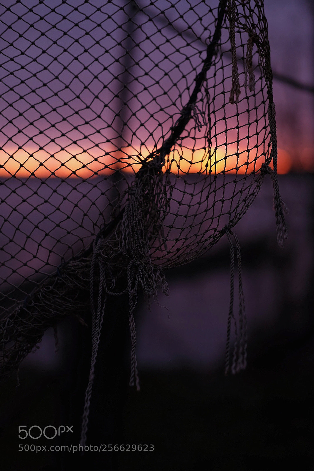 Fujifilm X-T1 sample photo. Net photography