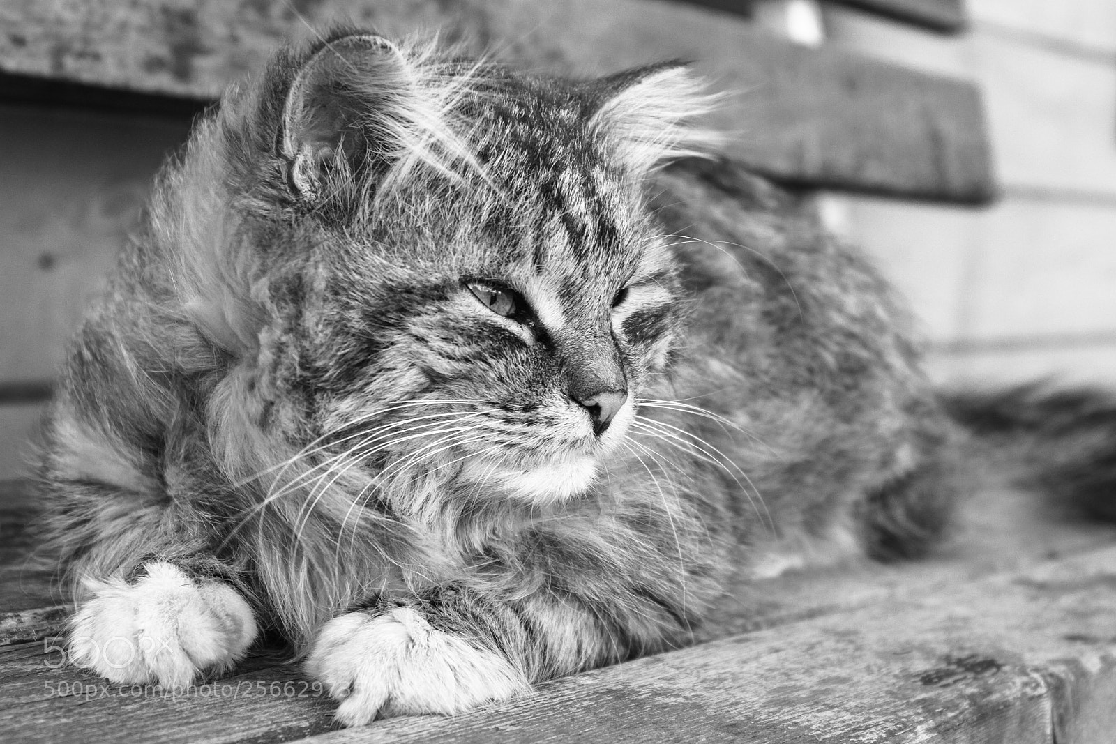 Canon EOS 7D sample photo. Tikhon photography