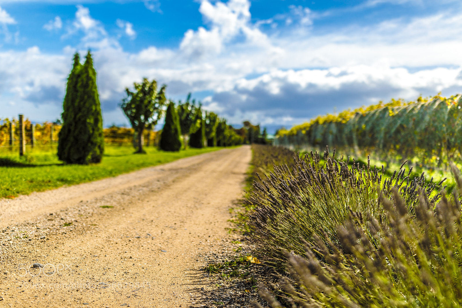 Canon EOS 5D Mark IV sample photo. Wine lavender photography
