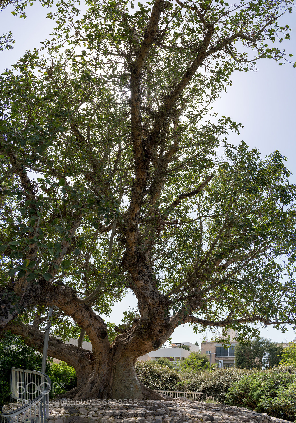 Nikon D5600 sample photo. An old tree photography