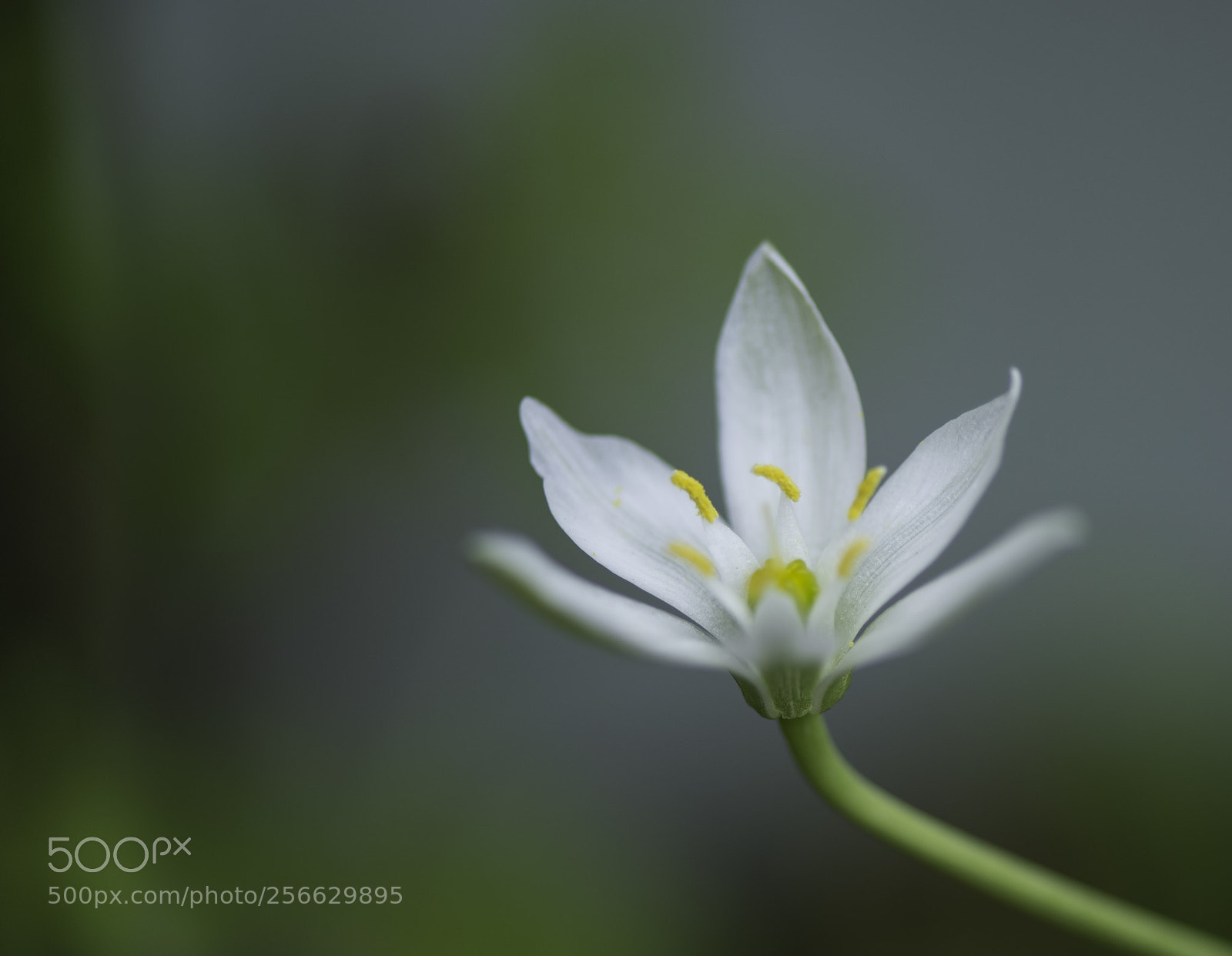 Nikon D750 sample photo. Grass lily photography