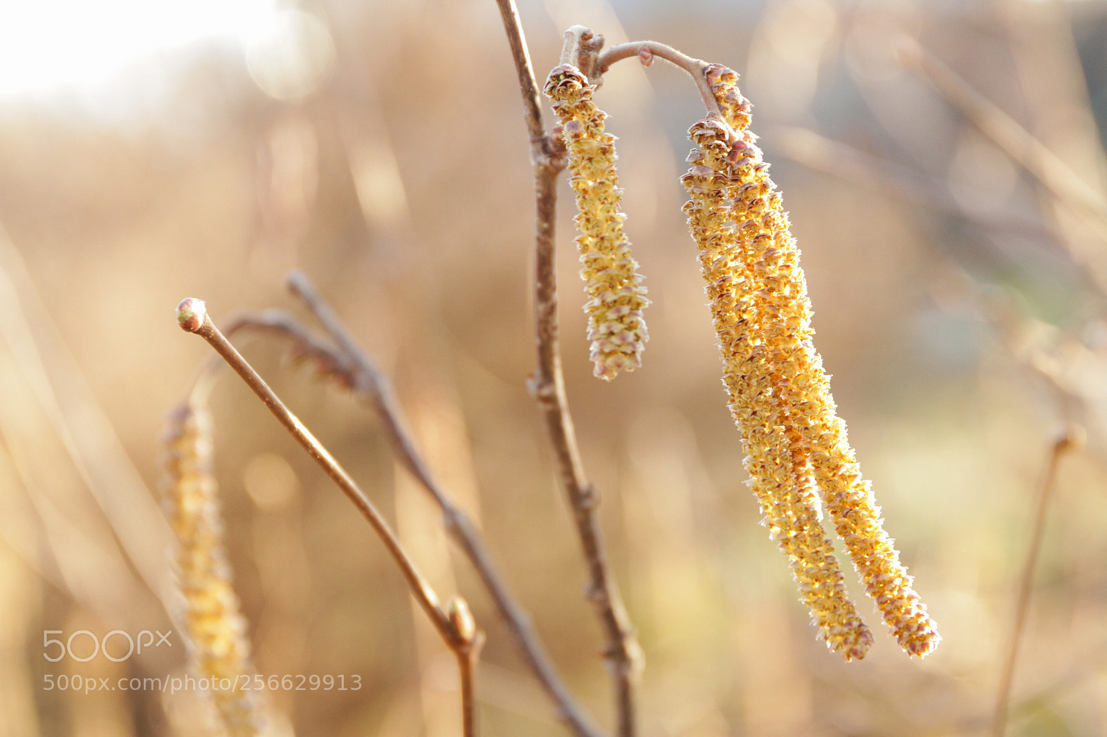 Canon EOS 7D sample photo. Hazelnut photography