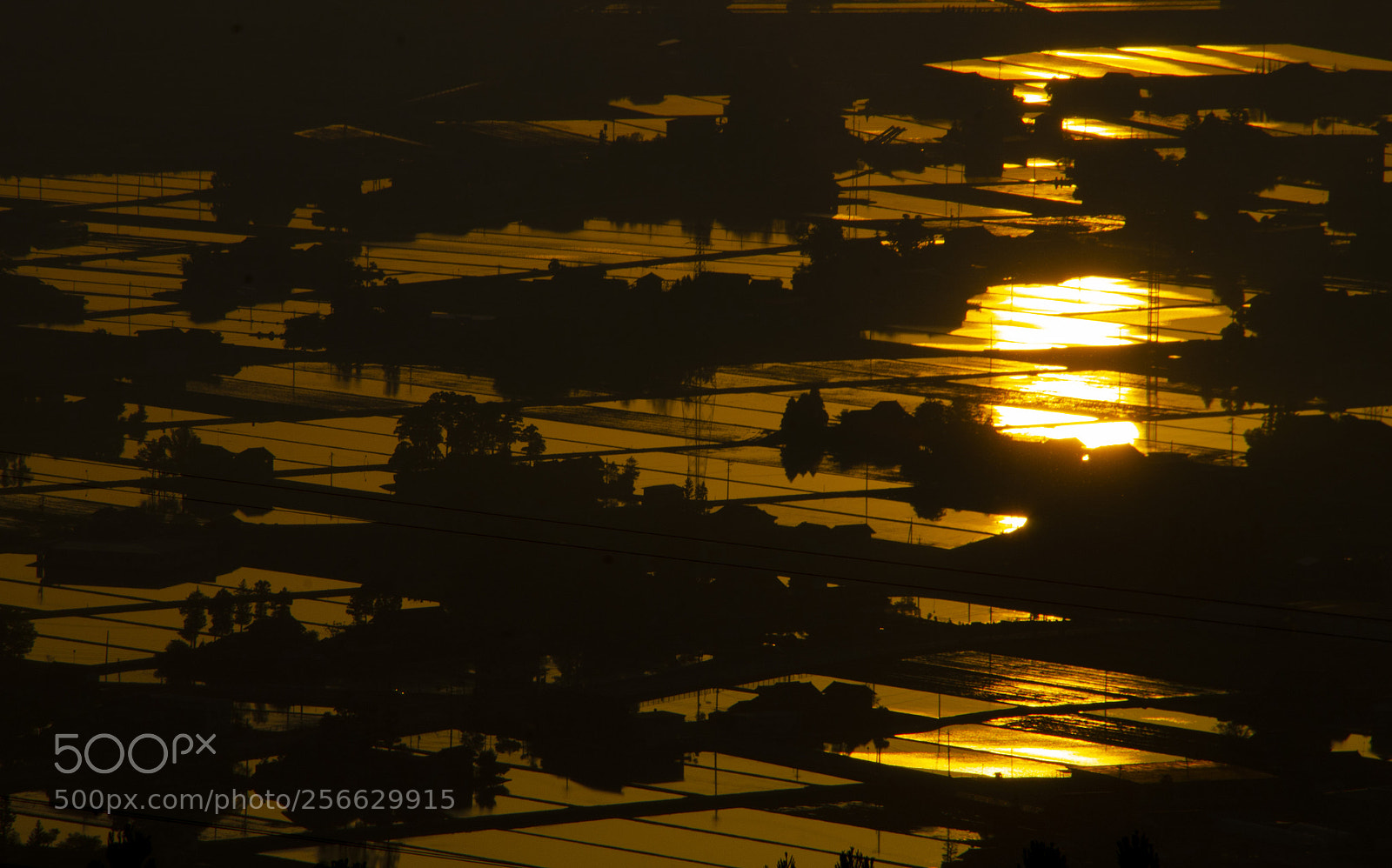 Nikon D7000 sample photo. Shining rice field photography