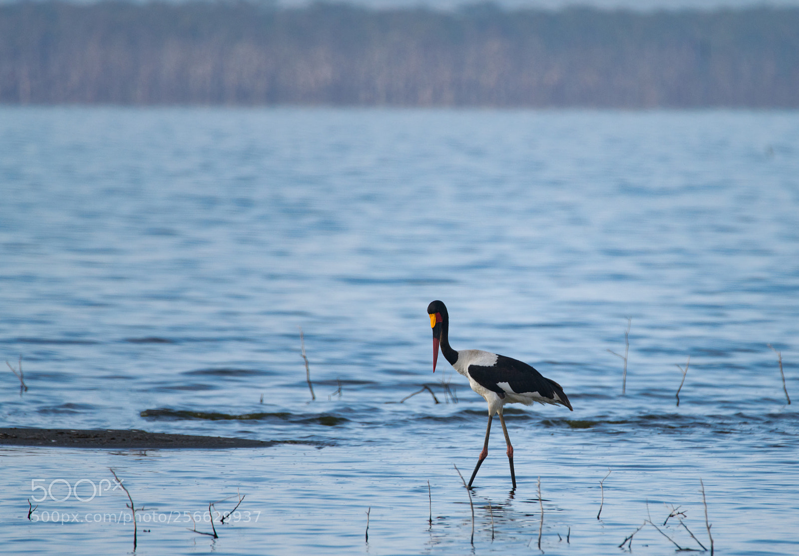 Sony a99 II sample photo. Saddle billed stork photography
