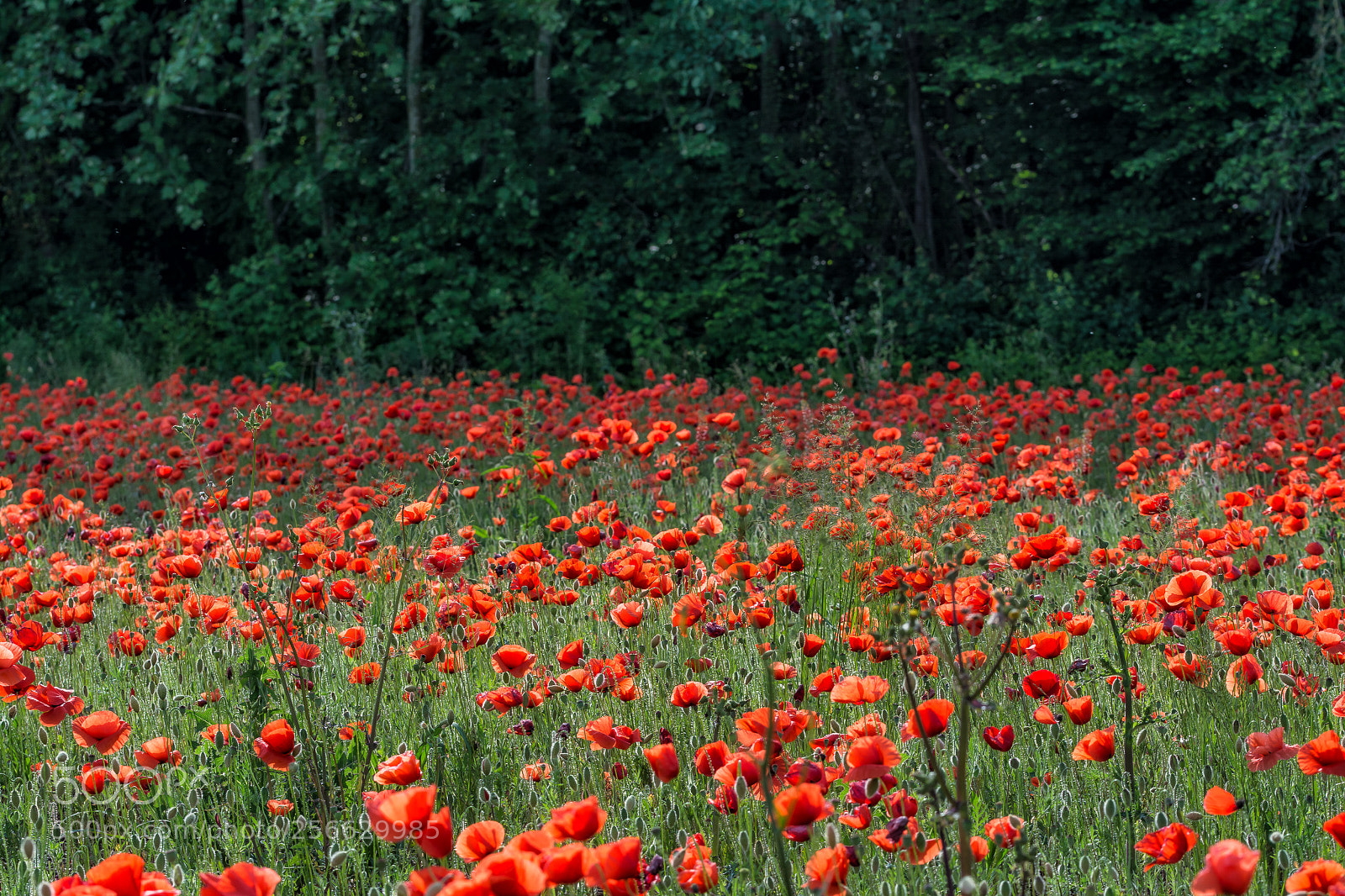 Nikon D7100 sample photo. Poppy time 2 photography