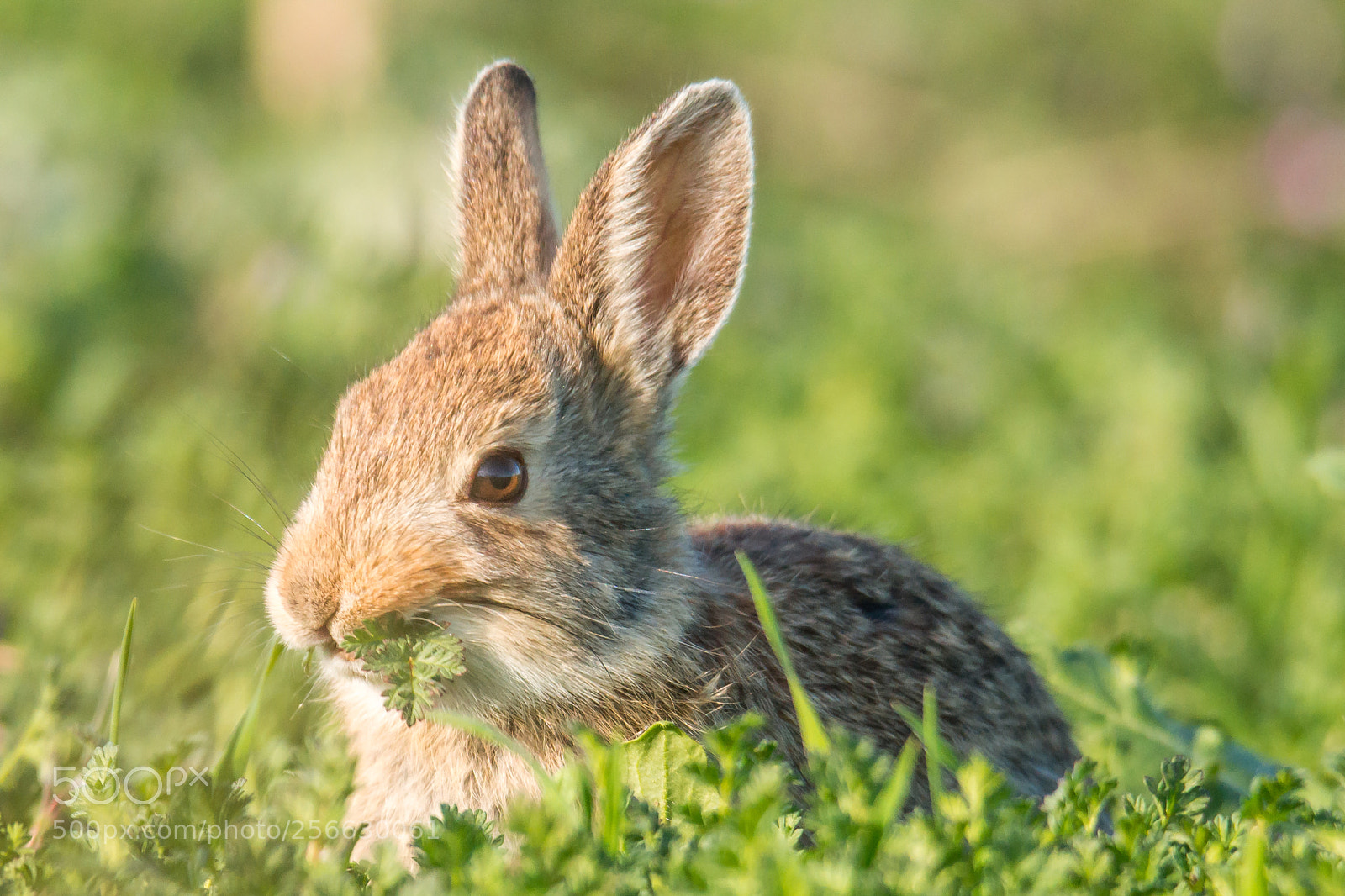 Sony SLT-A77 sample photo. Mountain cottontail photography