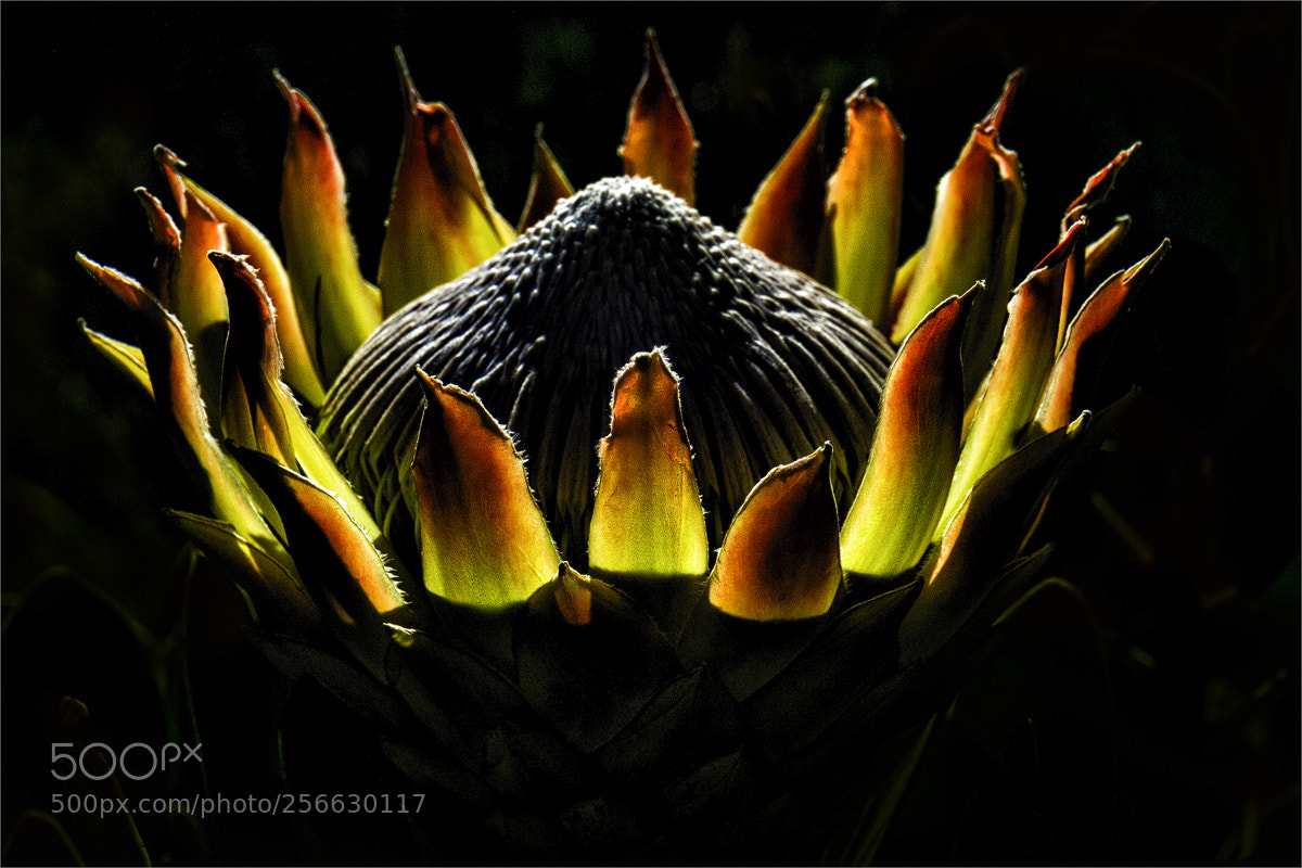 Sony a6000 sample photo. Die wappen- und nationalblume photography