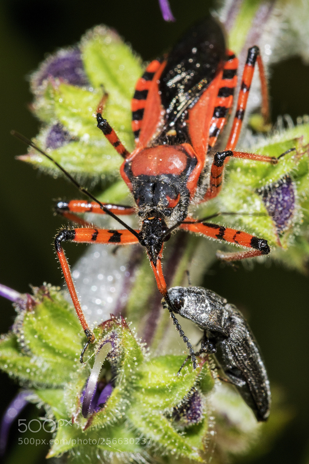 Canon EOS 7D Mark II sample photo. Gaudy predator photography