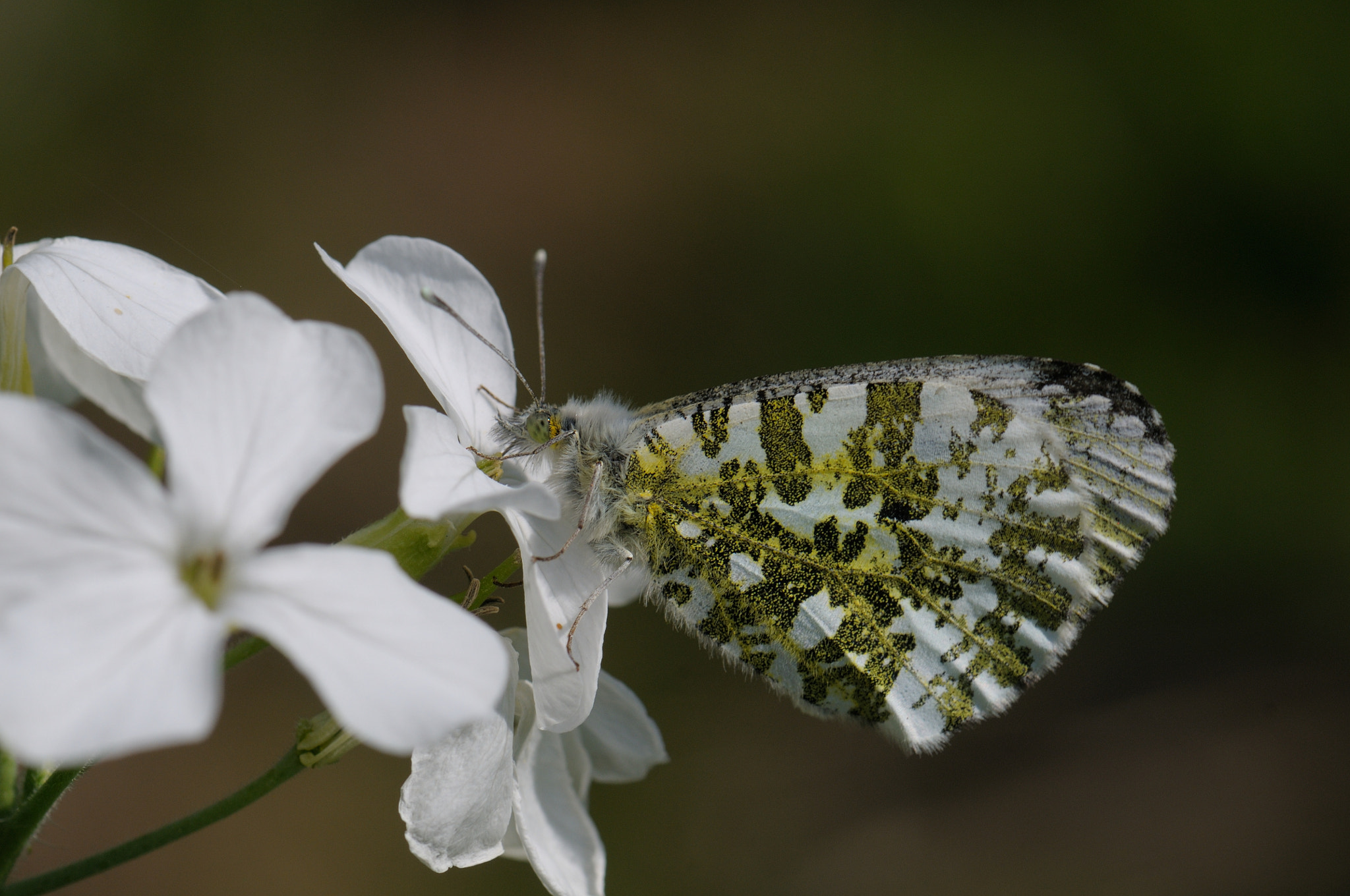 Nikon D300S + Nikon AF-S Micro-Nikkor 105mm F2.8G IF-ED VR sample photo. Anthocharis cardamines (aurore femelle) photography