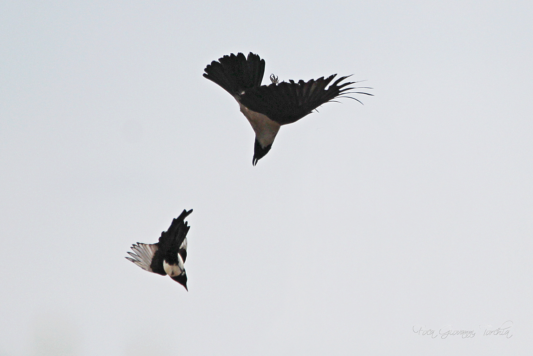 Sigma 150-600mm F5-6.3 DG OS HSM | C sample photo. Aerial combat... photography