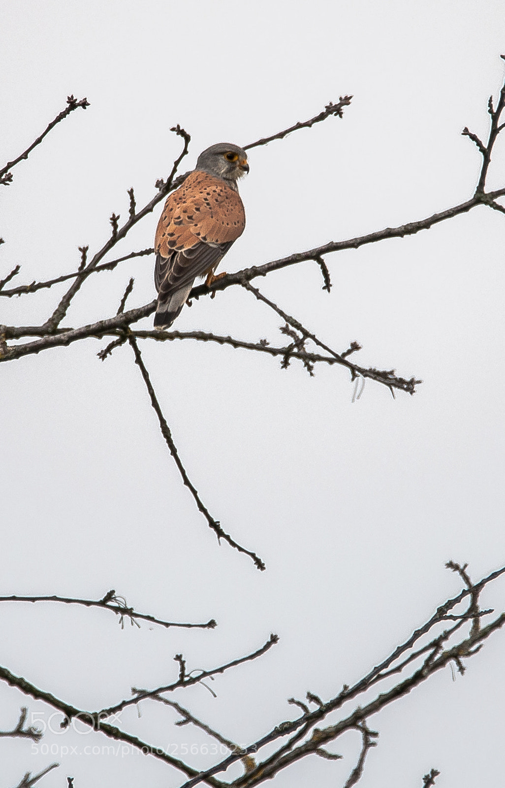 Nikon D90 sample photo. Kestrel photography