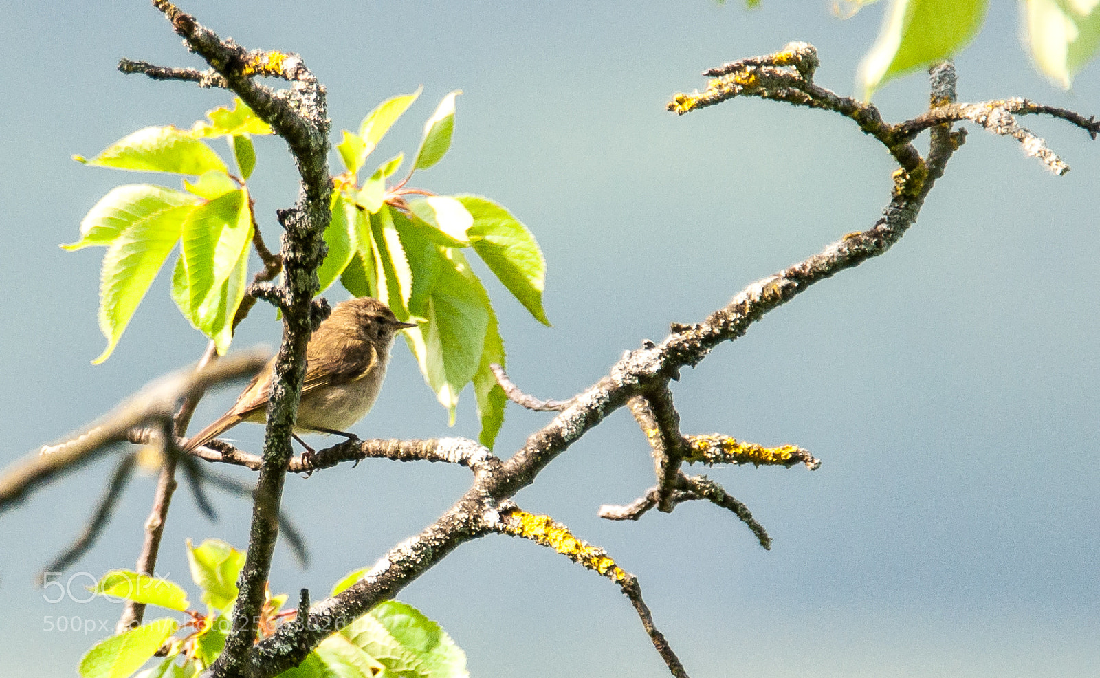 Nikon D90 sample photo. Chiffchaff photography