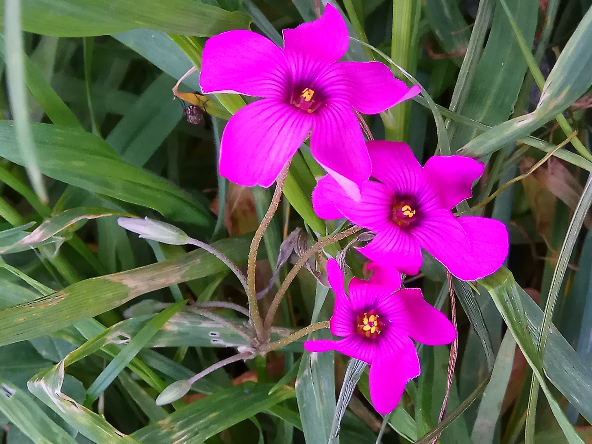 Xiaomi Redmi Note 4X sample photo. Flowers photography