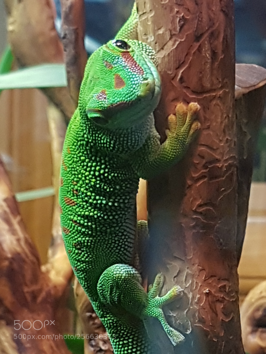 Samsung Galaxy S7 sample photo. Tiere-madagaskar-taggecko-09 photography