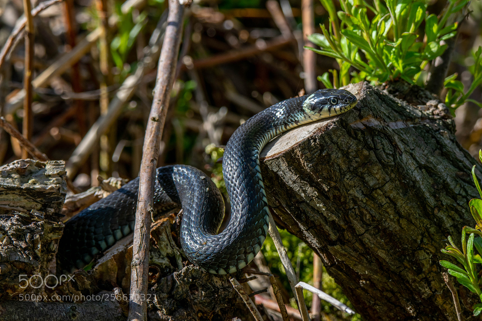 Nikon D3300 sample photo. Snake enjoying the morning photography