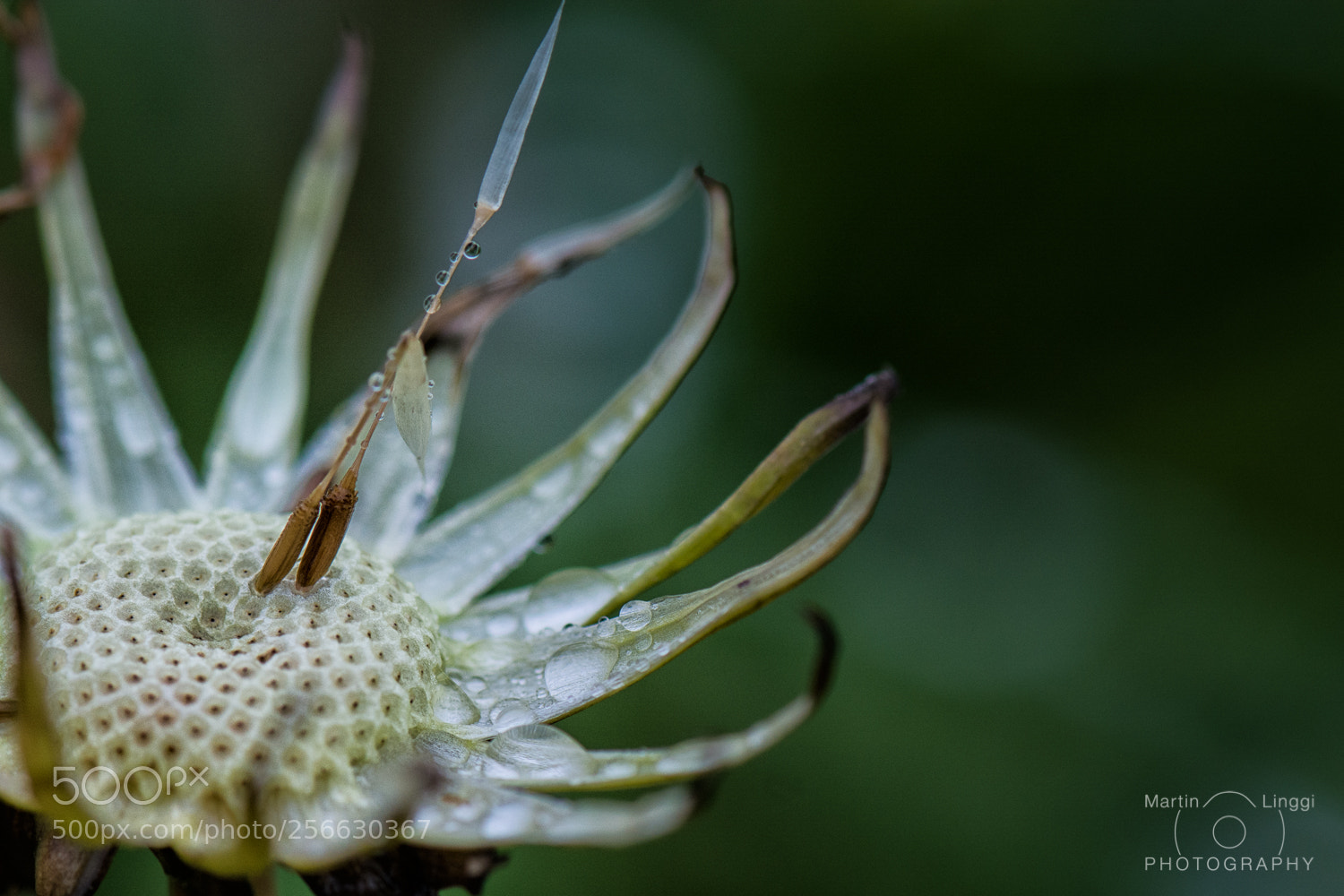 Nikon D5200 sample photo. Dandelion duet photography