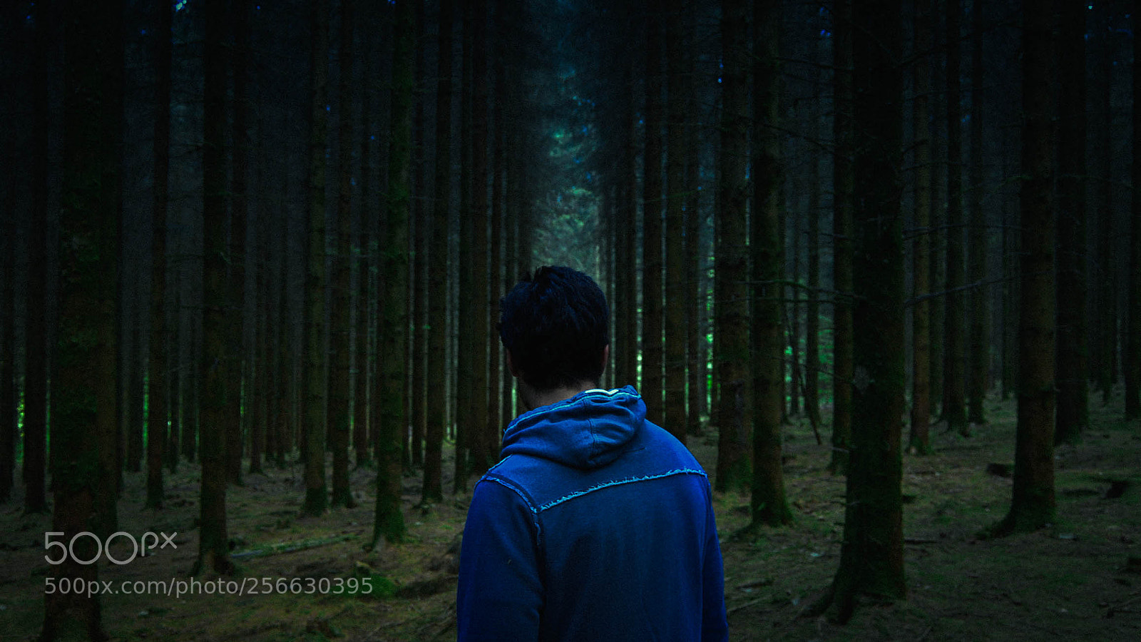 Nikon D3200 sample photo. Forest #1 photography
