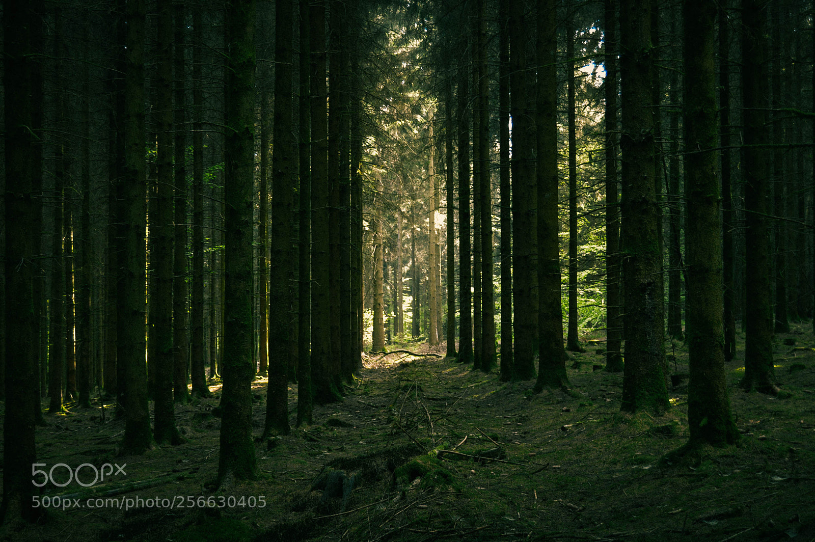 Nikon D3200 sample photo. Forest #1 photography