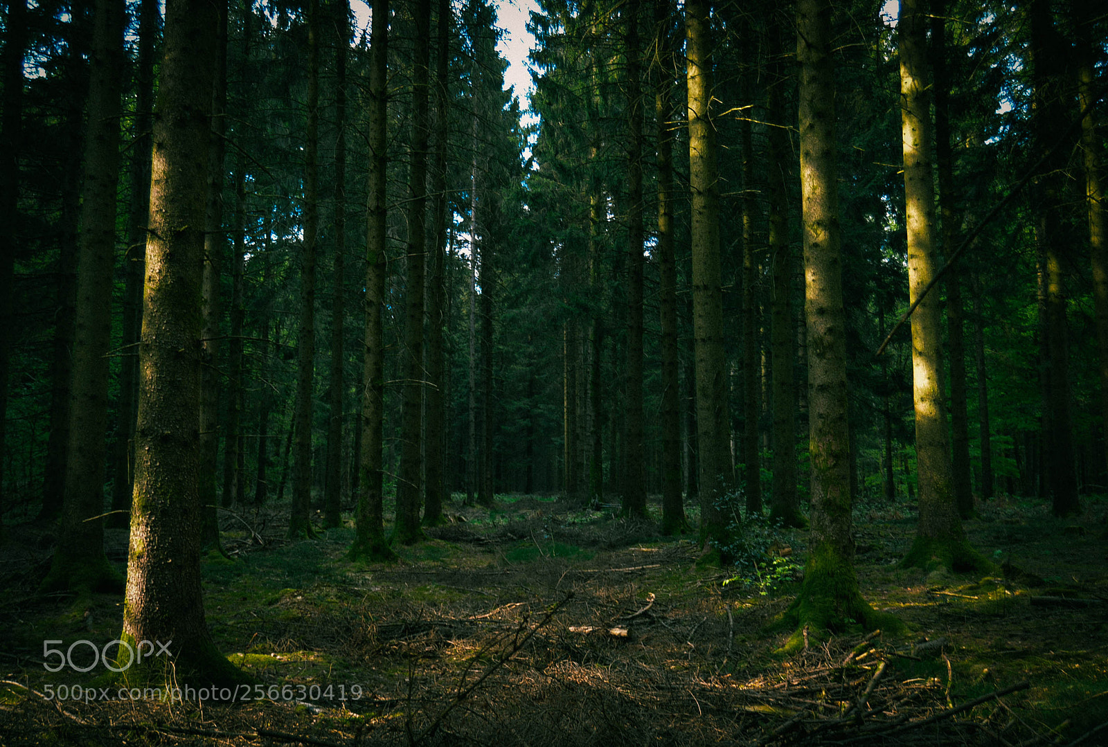 Nikon D3200 sample photo. Forest #1 photography