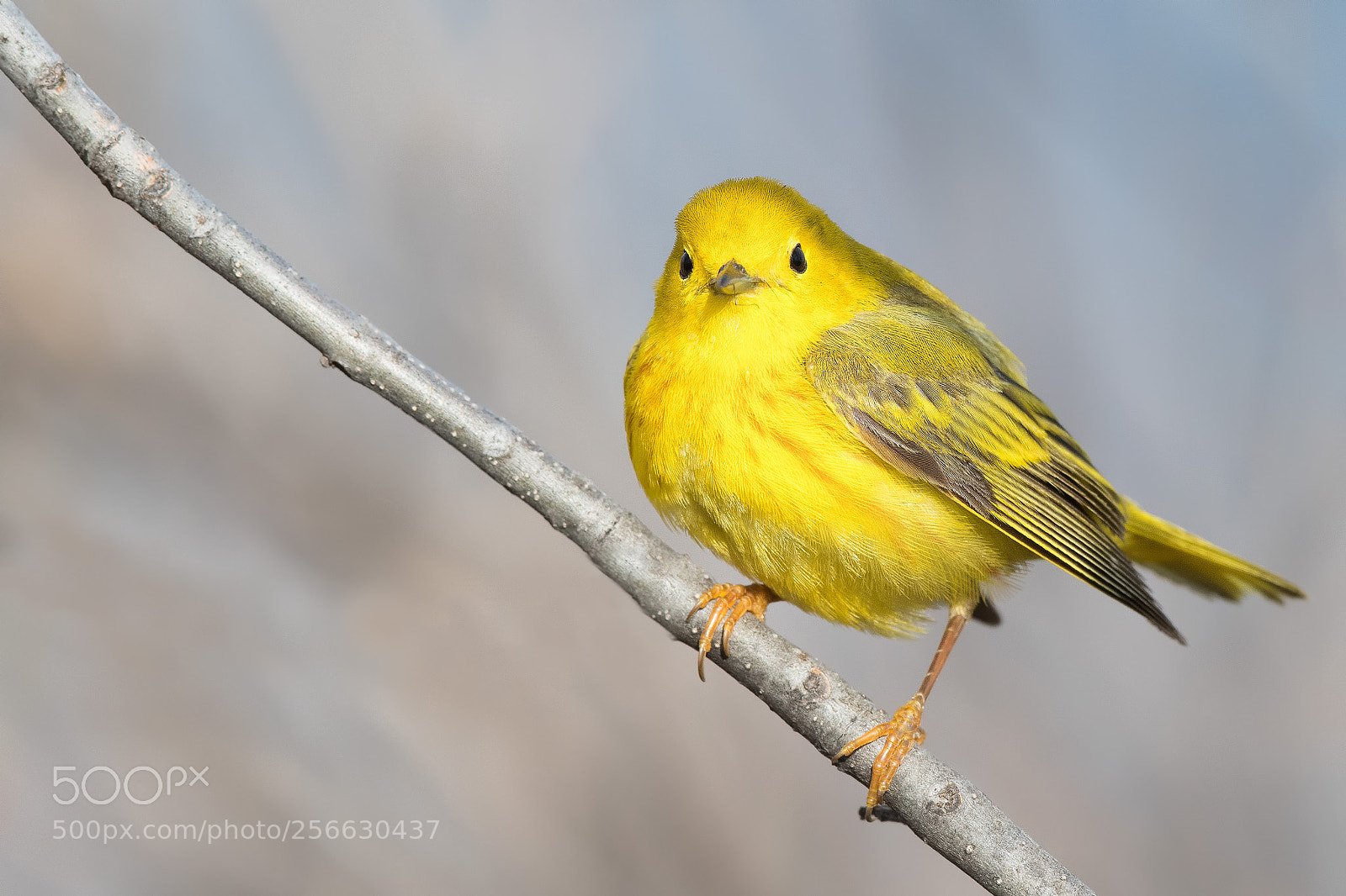 Nikon D500 sample photo. Yellow warbler photography