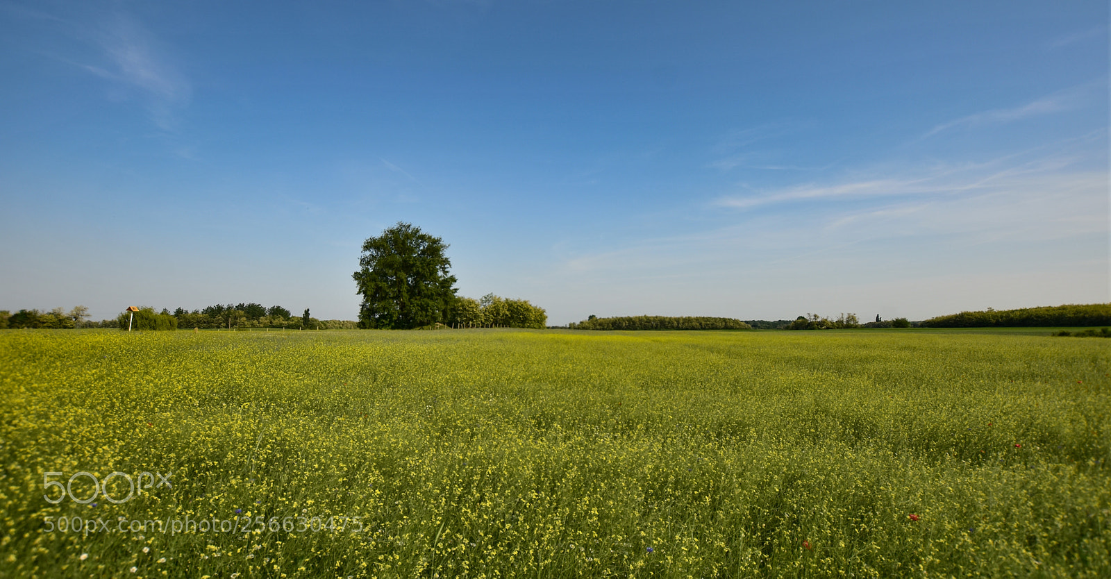 Nikon D7200 sample photo. Untitled photography