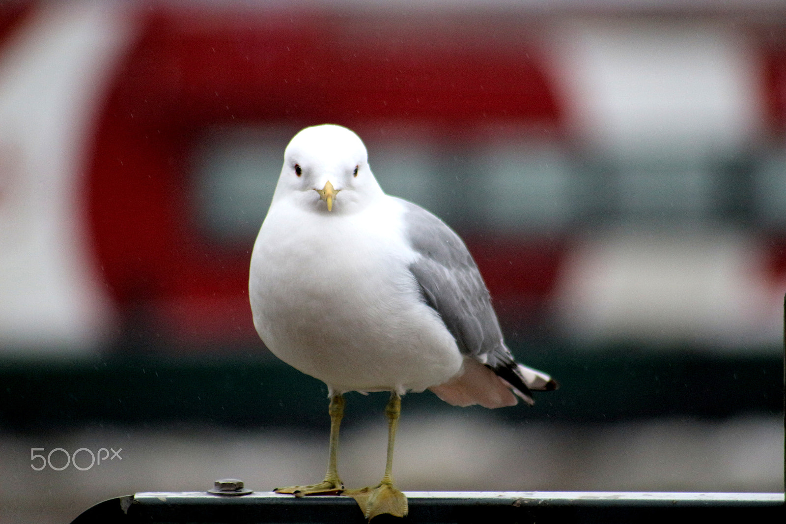 Canon EOS 100D (EOS Rebel SL1 / EOS Kiss X7) + Sigma 70-300mm F4-5.6 APO DG Macro sample photo. Look me in the eyes (seagull) photography