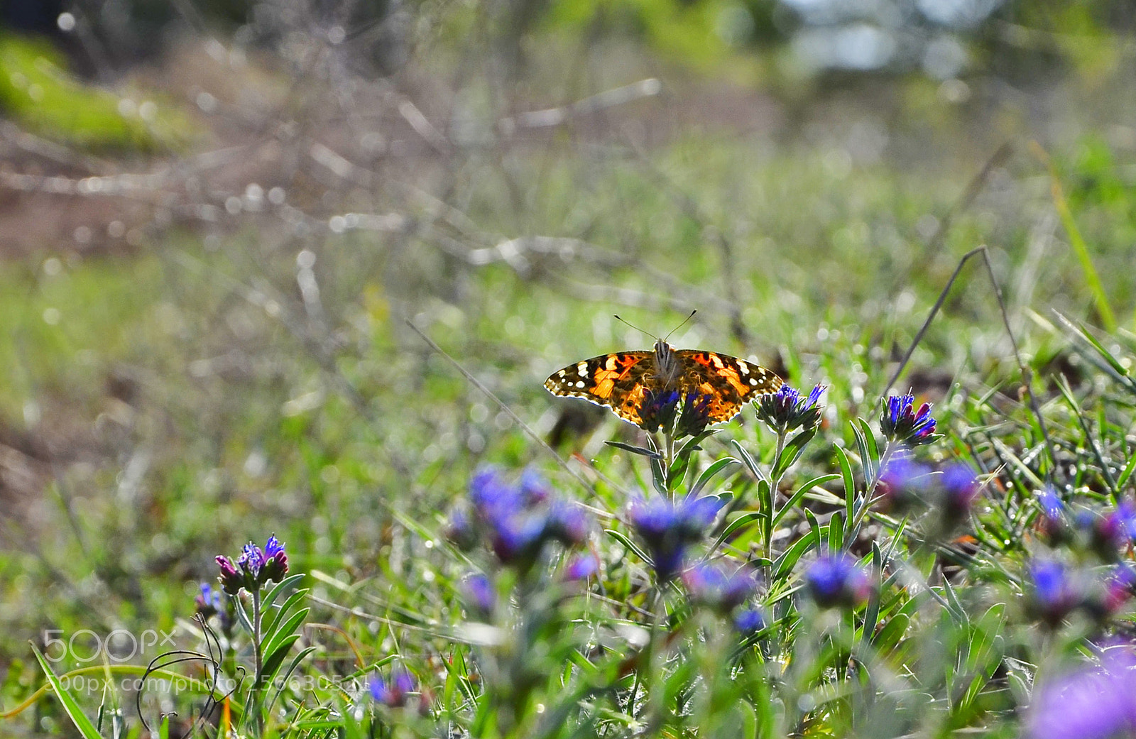 Nikon D7000 sample photo. Open wings photography