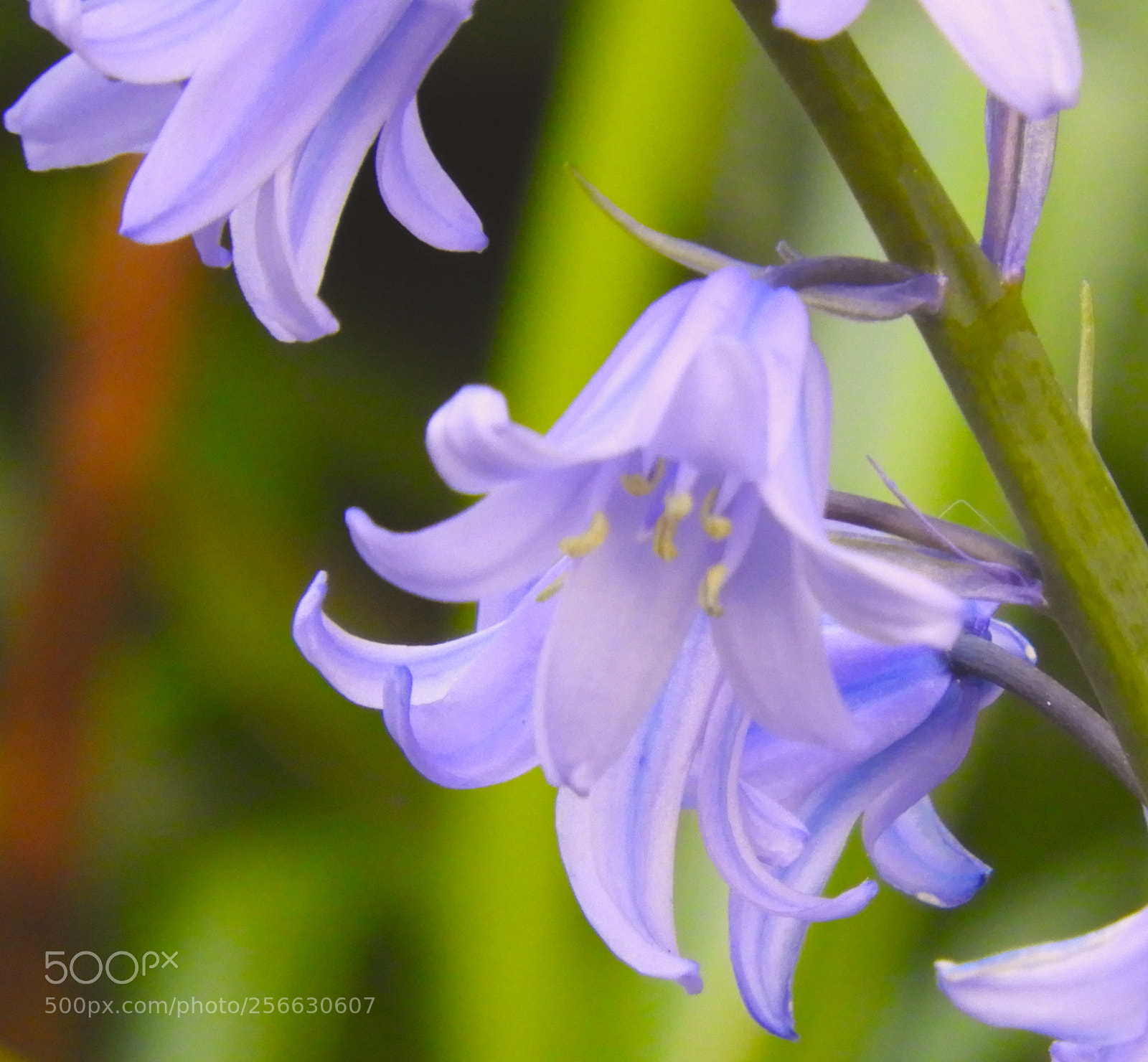 Nikon Coolpix B700 sample photo. Bluebells photography