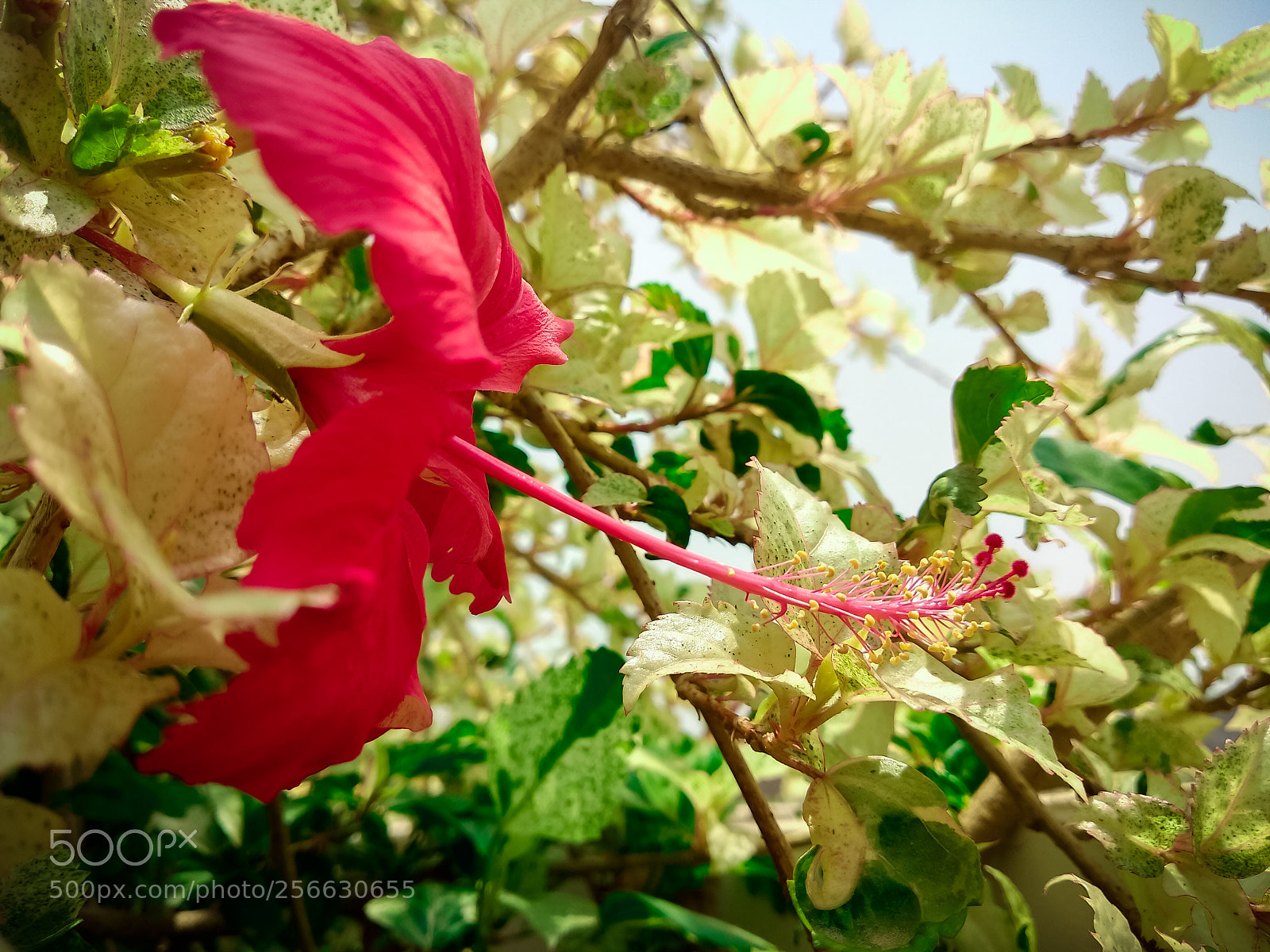 Xiaomi Mi A1 sample photo. Untitled photography