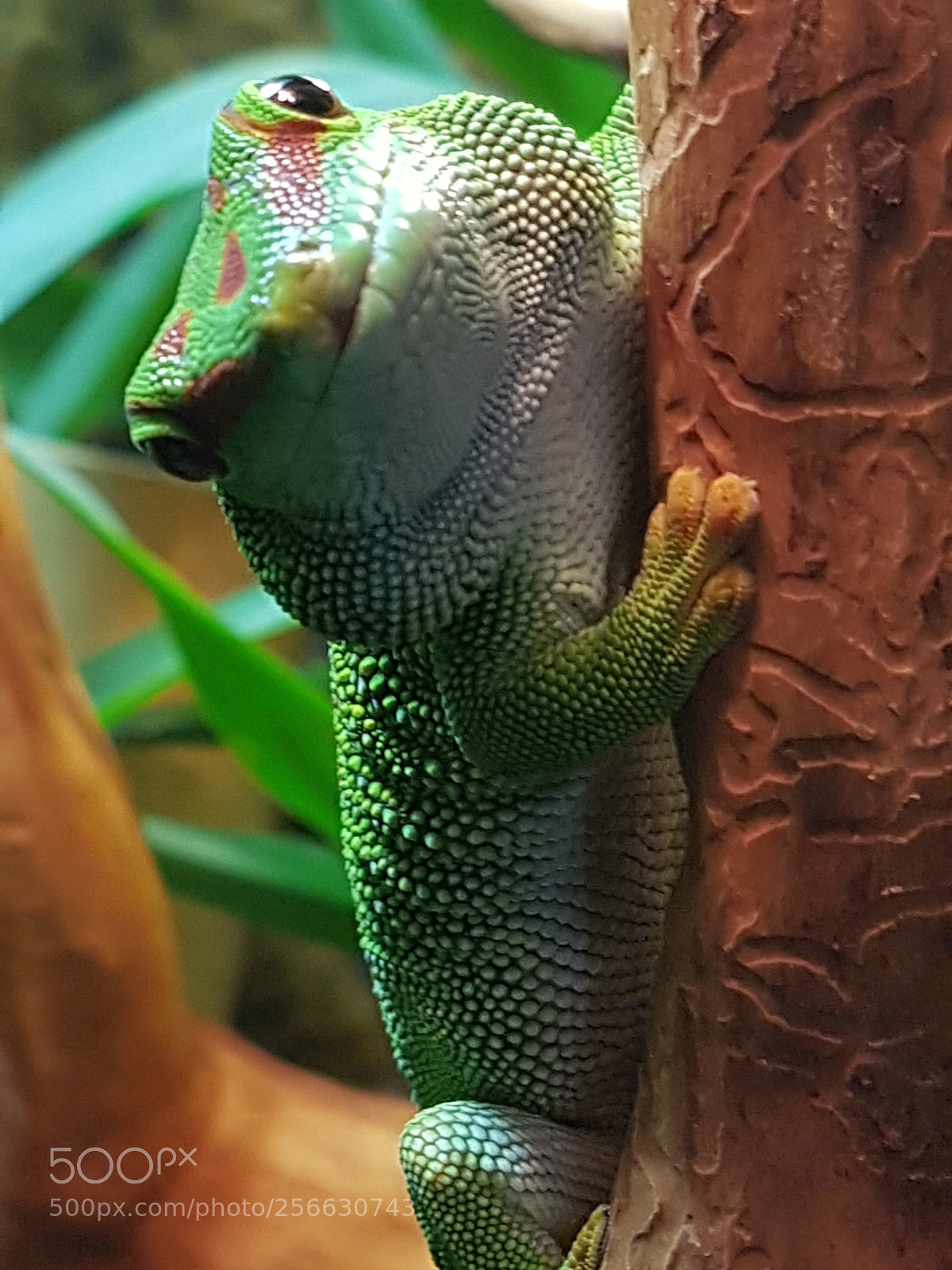 Samsung Galaxy S7 sample photo. Tiere-madagaskar-taggecko-10 photography