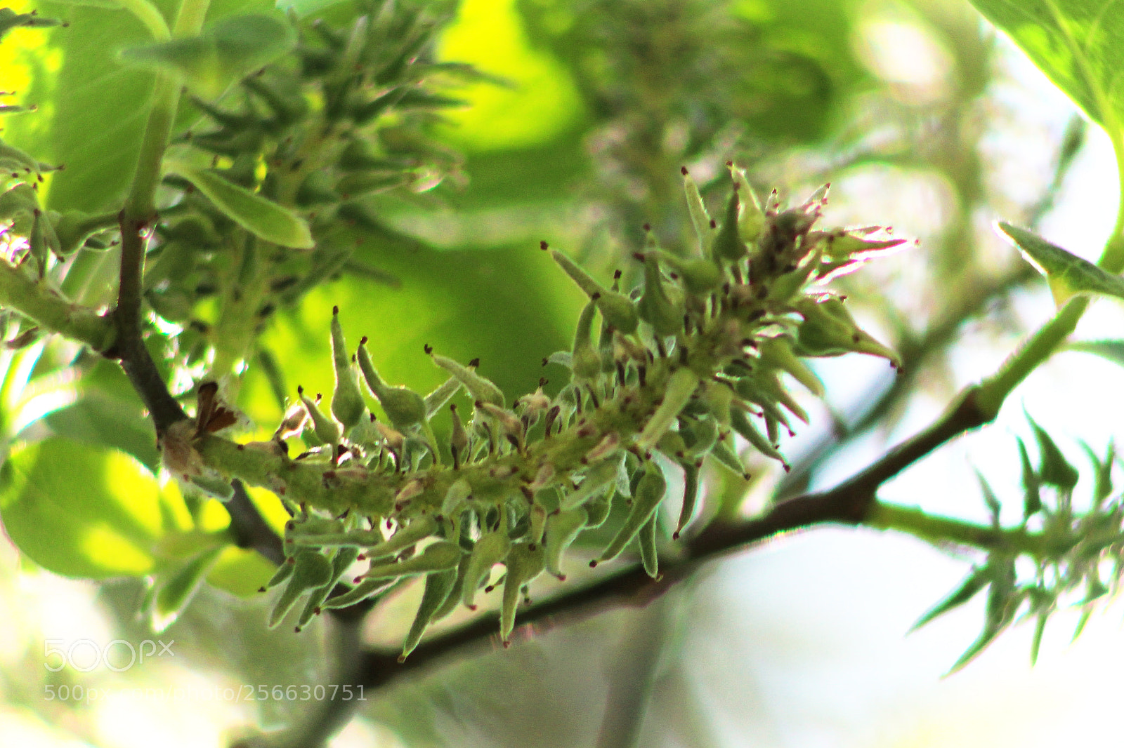 Canon EOS 700D (EOS Rebel T5i / EOS Kiss X7i) sample photo. Seeds photography