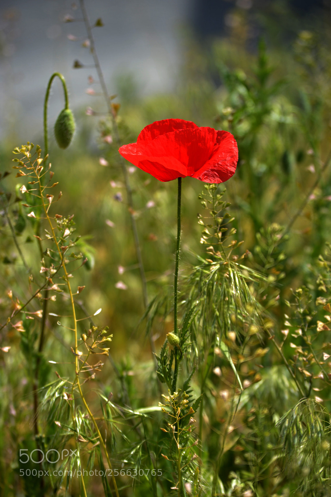 Nikon D3100 sample photo. Papaver dubium photography