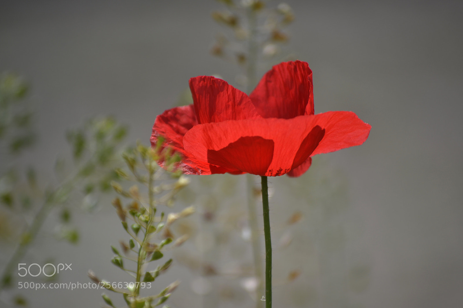 Nikon D3100 sample photo. Papaver dubium photography