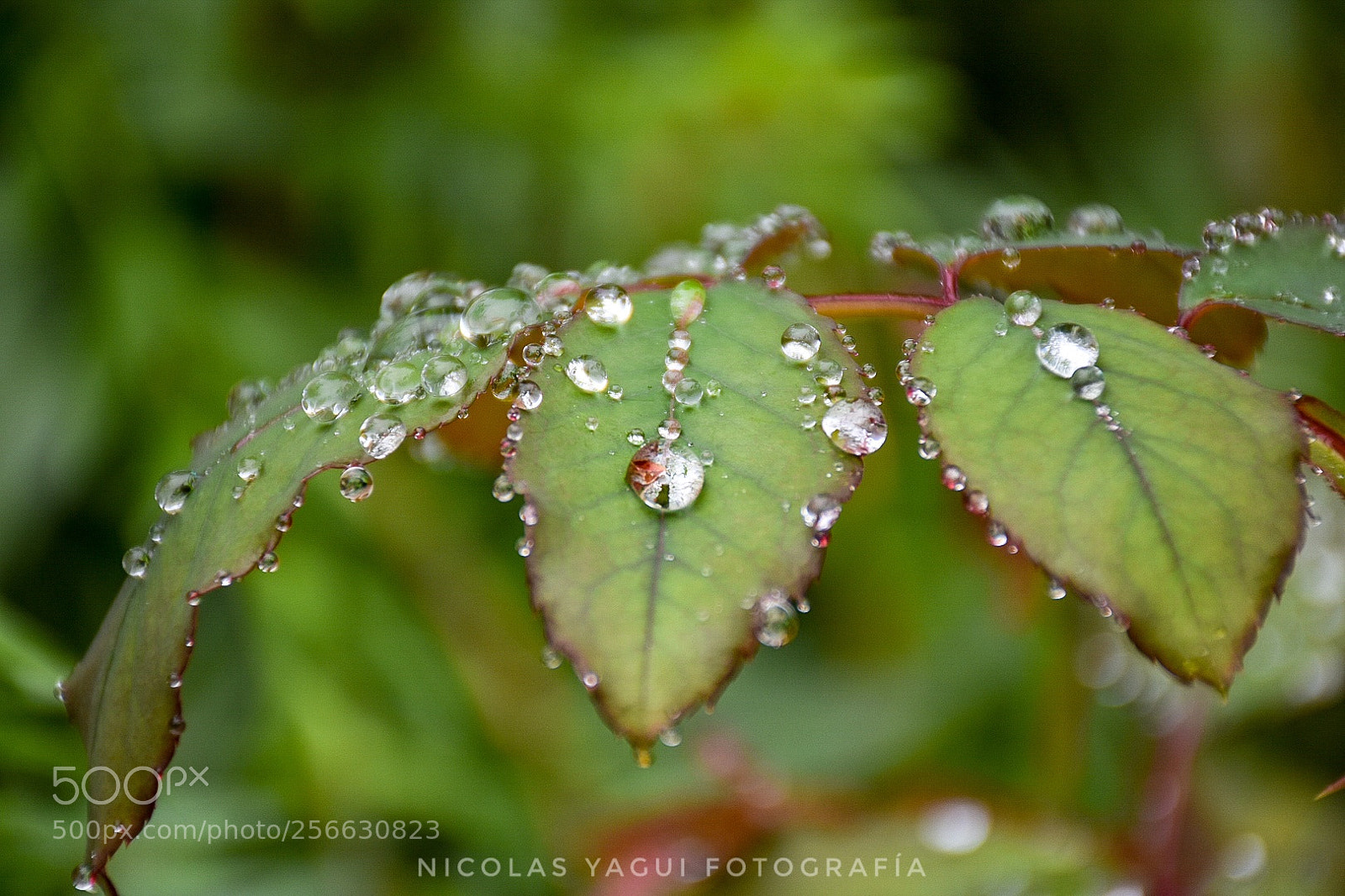 Nikon D7200 sample photo. What i leave the photography