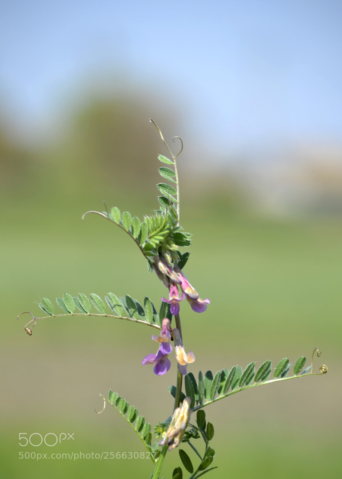 Nikon D3100 sample photo. Vicia striata photography
