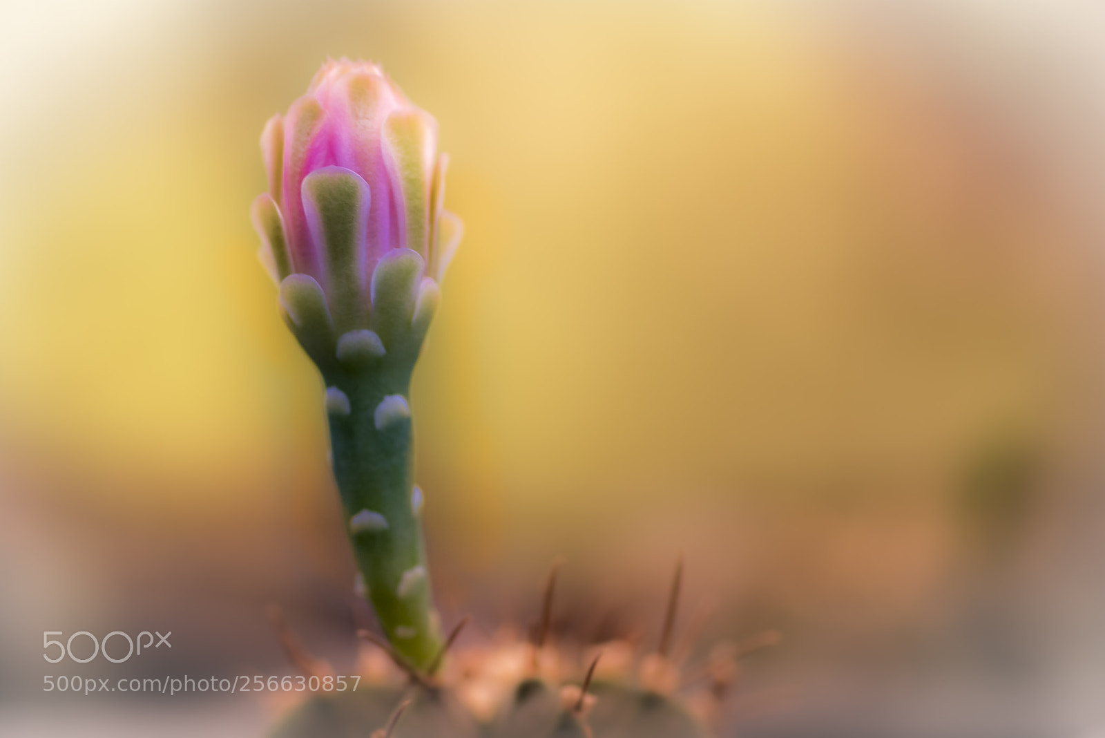 Nikon D750 sample photo. Cactus plant - flower photography