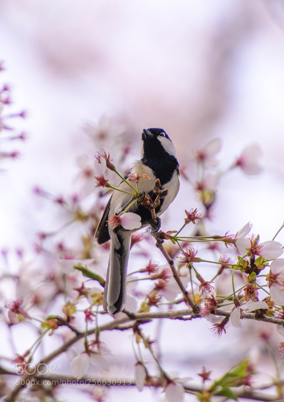 Nikon D850 sample photo. Sakura and sparrow photography