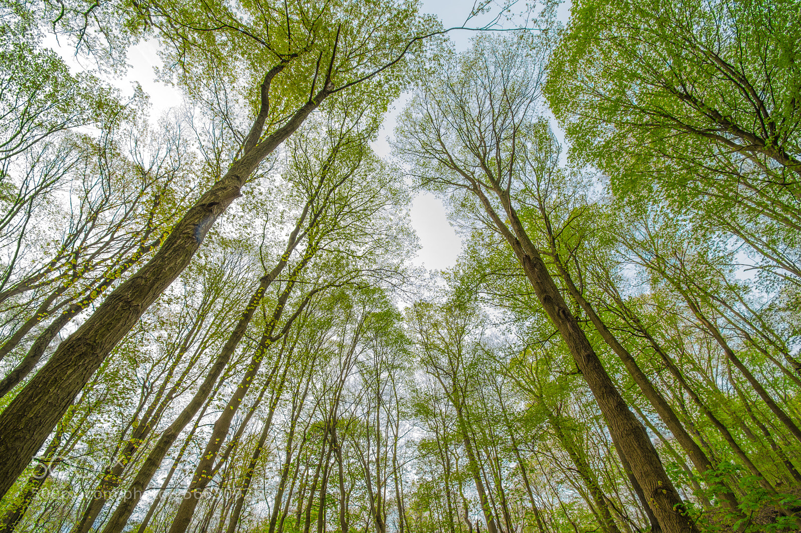 Nikon D3300 sample photo. Canopy photography