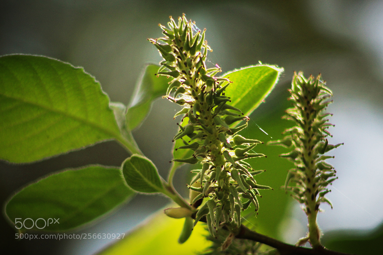 Canon EOS 700D (EOS Rebel T5i / EOS Kiss X7i) sample photo. Seeds ll photography
